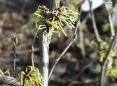 Hamamelis intermedia 'Pallida'  -Zaubernuß-