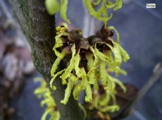 Hamamelis intermedia 'Primavera' -Zaubernuß-