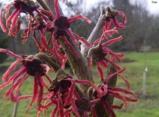 Hamamelis intermedia 'Ruby Glow' -Zaubernuß-