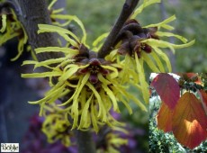 Hamamelis intermedia 'Westerstede' -Zaubernuß-