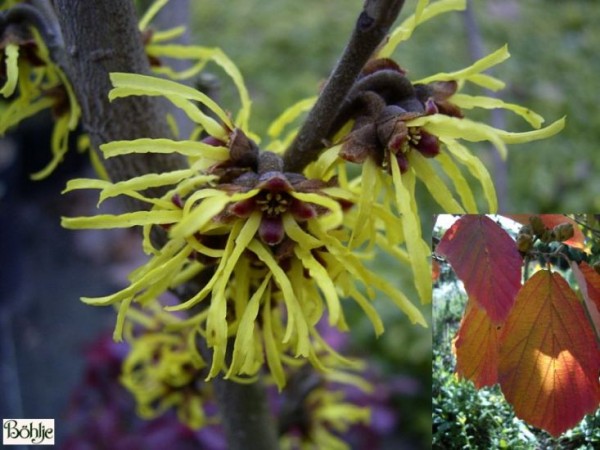 Hamamelis intermedia 'Westerstede' -Zaubernuß-