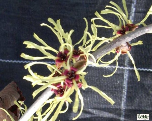 Hamamelis mollis -Lichtmeß / Zaubernuß-