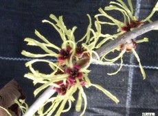 Hamamelis mollis -Lichtmeß / Zaubernuß-