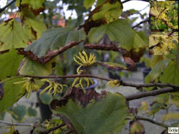 Hamamelis virginiana -herbstblühende Hamamelis-