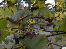 Hamamelis virginiana -herbstblühende Hamamelis-