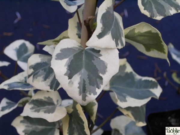 Hedera colchica 'Dentata Variegata' -persischer, kolchischer Efeu-