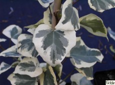 Hedera colchica 'Dentata Variegata' -persischer, kolchischer Efeu-