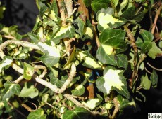 Hedera helix 'Goldheart'