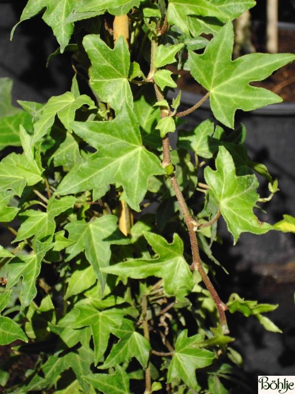 Hedera helix 'Sagittifolia' -gemeiner Efeu-