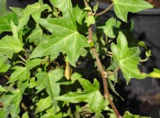 Hedera helix 'Sagittifolia' -gemeiner Efeu-