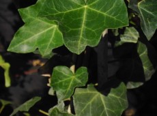 Hedera helix var. hibernica -schottischer Efeu-