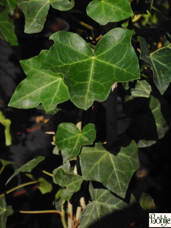 Hedera helix var. hibernica -schottischer Efeu-