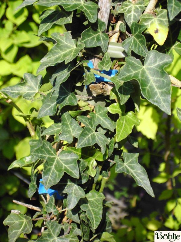 Hedera helix -gemeiner Efeu-