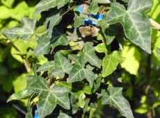 Hedera helix -gemeiner Efeu-