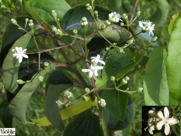 Heptacodium miconioides -Sieben Söhne des Himmels Strauch-