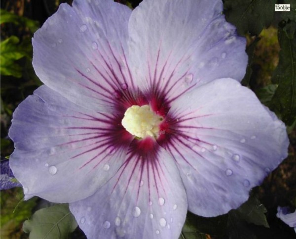 Hibiscus syriacus 'Blue Bird' / 'Oiseau Bleu' -Garteneibisch-