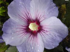 Hibiscus syriacus 'Blue Bird' / 'Oiseau Bleu' -Garteneibisch-