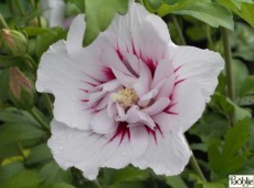 Hibiscus syriacus 'China Chiffon' ® -Garteneibisch-