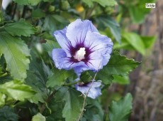 Hibiscus syriacus 'Coelestis' -Garteneibisch-