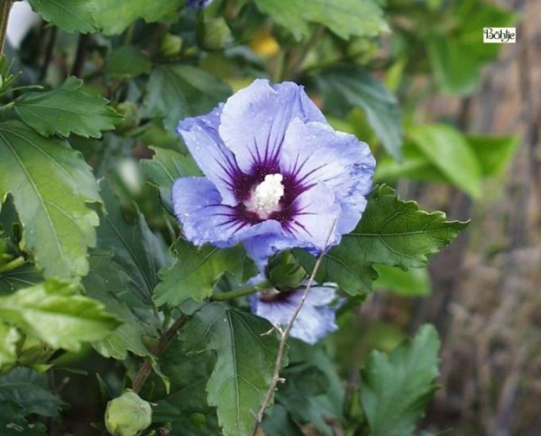 Hibiscus syriacus 'Coelestis' -Garteneibisch-