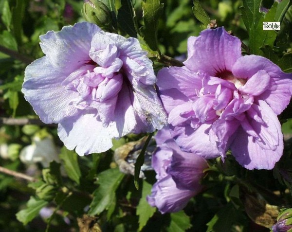 Hibiscus syriacus 'Duc de Brabant' -Garteneibisch-