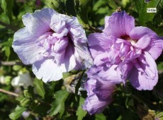 Hibiscus syriacus 'Duc de Brabant' -Garteneibisch-