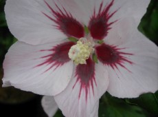 Hibiscus syriacus 'Hamabo' -Garteneibisch-