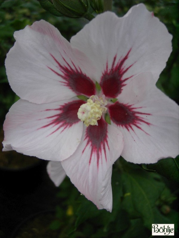 Hibiscus syriacus 'Hamabo' -Garteneibisch-