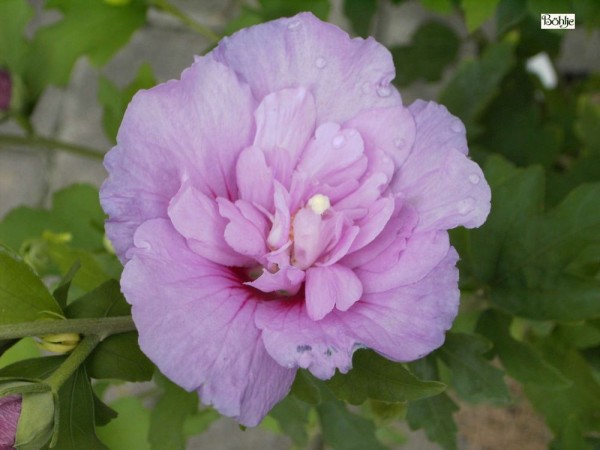 Hibiscus syriacus 'Lavender Chiffon' ® -Garteneibisch-