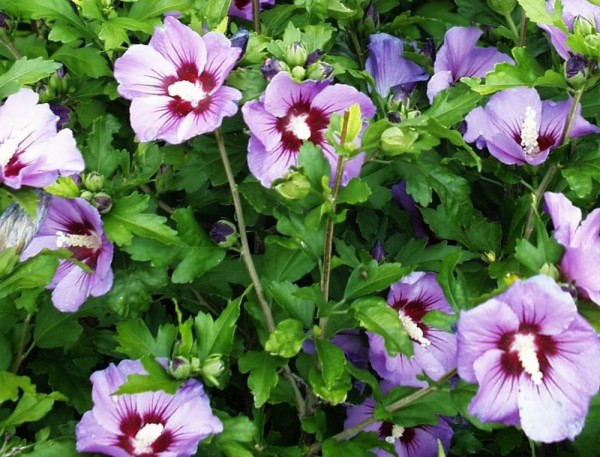 Hibiscus syriacus 'Pink Giant' ® -Garteneibisch-