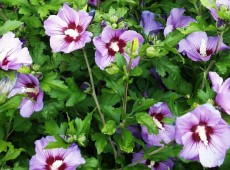 Hibiscus syriacus 'Pink Giant' ® -Garteneibisch-