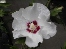 Hibiscus syriacus 'Red Heart' -Garteneibisch-