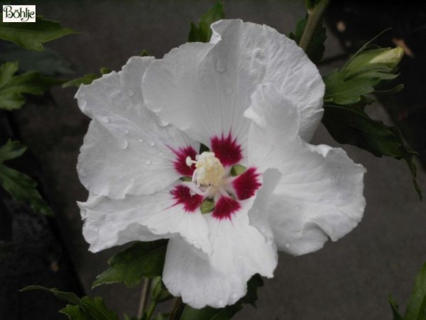 Hibiscus syriacus 'Red Heart' -Garteneibisch-