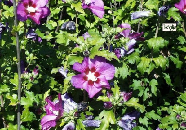 Hibiscus syriacus 'Russian Violet' ® -Garteneibisch-