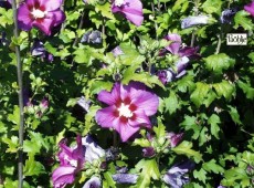 Hibiscus syriacus 'Russian Violet' ® -Garteneibisch-