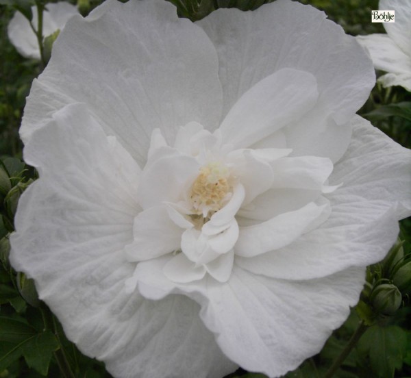 Hibiscus syriacus 'White Chiffon' ® -Garteneibisch-