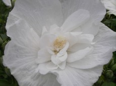 Hibiscus syriacus 'White Chiffon' ® -Garteneibisch-