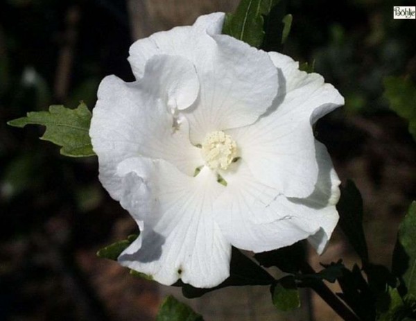 Hibiscus syriacus 'William R. Smith' -Garteneibisch-