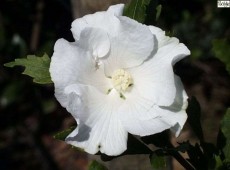 Hibiscus syriacus 'William R. Smith' -Garteneibisch-