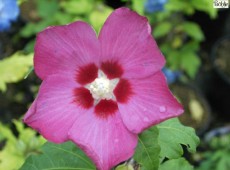 Hibiscus syriacus 'Woodbridge' -Garteneibisch-