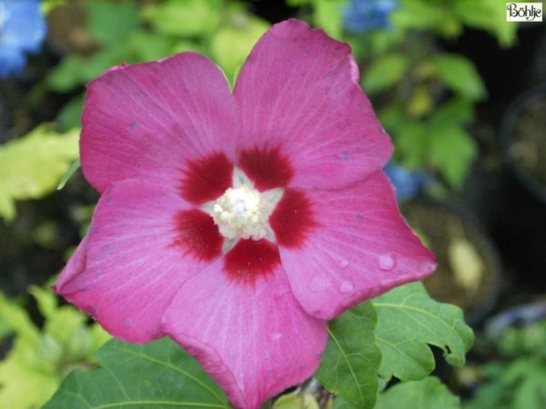 Hibiscus syriacus 'Woodbridge' -Garteneibisch-