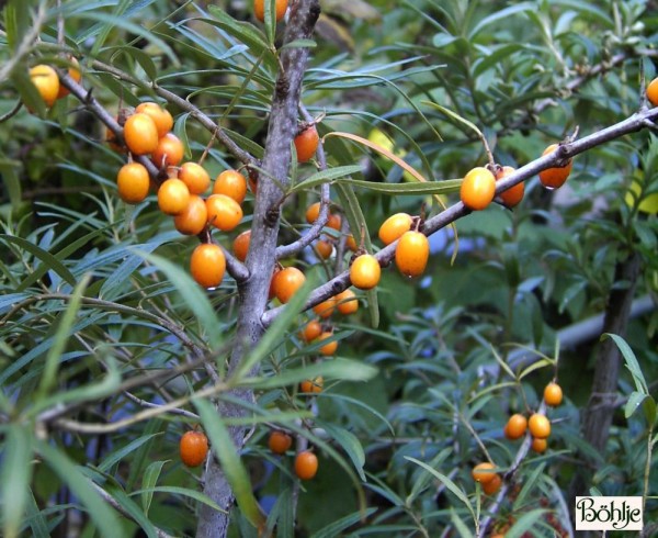 Hippophae rhamnoides -Sanddorn-