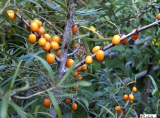 Hippophae rhamnoides -Sanddorn-