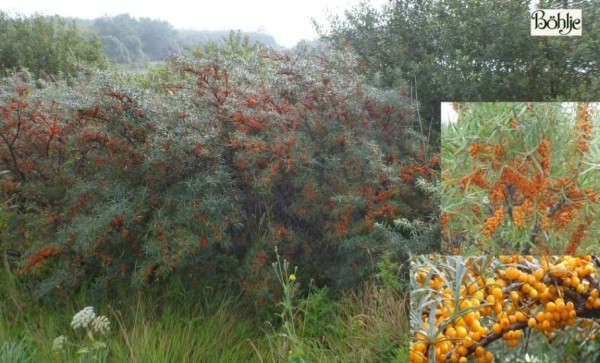 Hippophae rhamnoides 'Frugana' / 'Hergo' / 'Leikora' -weiblich-