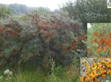 Hippophae rhamnoides 'Frugana' / 'Hergo' / 'Leikora' -weiblich-