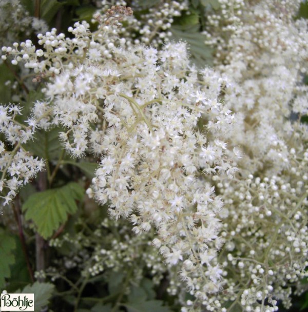 Holodiscus discolor var. ariifolius -Kaskadenstrauch, Scheinspiere-