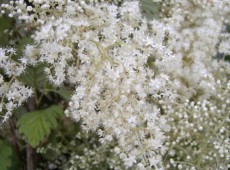 Holodiscus discolor var. ariifolius -Kaskadenstrauch, Scheinspiere-