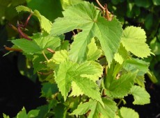 Humulus lupulus -Hopfen-