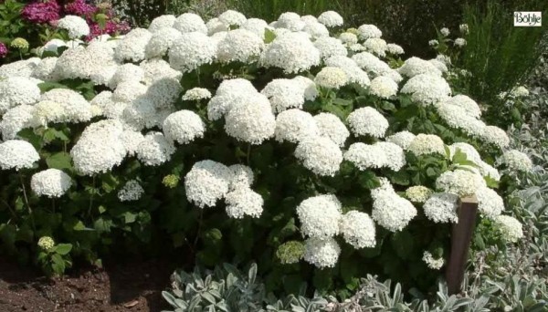 Hydrangea arborescens 'Annabelle' -Schneeballhortensie-