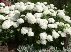 Hydrangea arborescens 'Annabelle' -Schneeballhortensie-